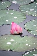 Pink Lotus Flower water