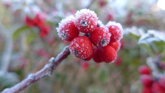 Sugar Berry Ripe Hoarfrost Late