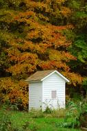 Outhouse Woods Trees