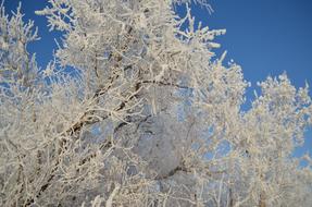 Winter Trees Snowy branches