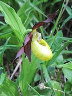 fabulous Flower Orchid