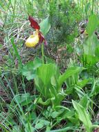 goodly Frauenschuh Orchid Flower