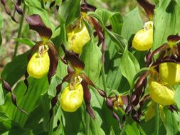yellow and brown lady's slipper orchids in Bloom