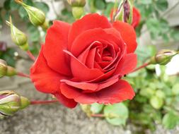 Close-up of the beautiful, blooming, red rose flowers and buds, with green leaves