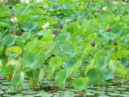 Beautiful green water lilies with colorful flowers