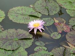 Water Lilies pink flowers