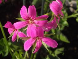 Flowers Geranium Pink