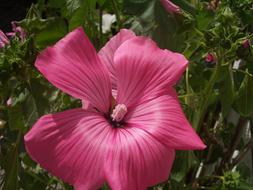 incredibly beautiful big Flower Pink