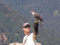 Eagle Show At Austria Carinthia