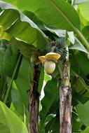 Banana Baba Fig plant