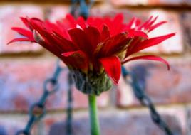 red Daisy Flower at brick wall, side view