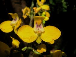 extraordinarily beautiful Orchid Yellow