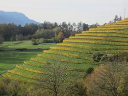 green Vineyard at Autumn