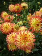 colorful ball-shaped summer flowers in the garden