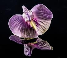 wonderful Small Flower Violet