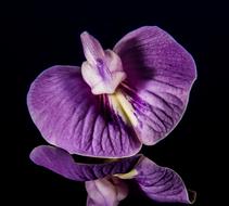 wonderful Flower Violet