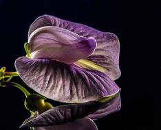 absolutely beautiful Small Flower Violet