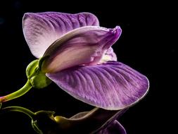 goodly Small Flower Violet
