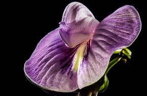 perfect Small Flower Violet