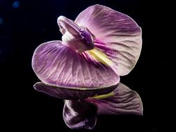 fabulous Small Flower Violet