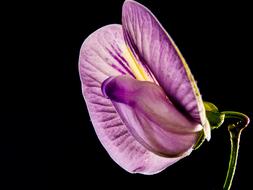 extraordinarily beautiful Small Flower Violet