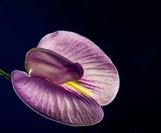 impressively beautiful Violet flower