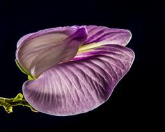 Beautiful blooming violet and yellow flower at black background