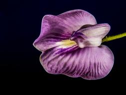 perfect Flower Violet