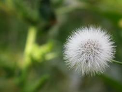 goodly Dandelion Furry white