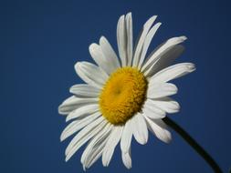 impressively beautiful Flower Daisy White