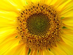 Sunflower yellow macro