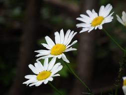 fabulous Chamomile