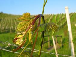 Beautiful and colorful vineyard with plants, under the blue sky