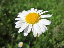 White daisy with yellow center, top view of Flower on meadow