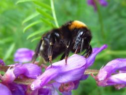 fabulous Hummel