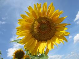 Sunflower Close Up Sky