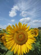 Sunflower Close Up Sky