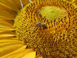 Close-up of the beautiful, yellow, orange, brown and green sunflower with the bee