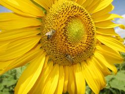 Sunflower Close Up