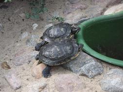 Cute, colorful and beautiful turtles on the stones