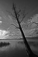 Black And white photo of Tree on Laacher Lake