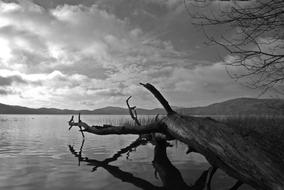 Tree Laacher Lake monochrome photo