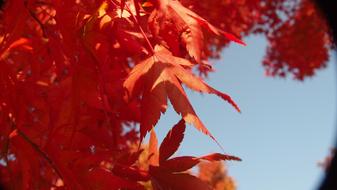 bright Autumn Leaves tree