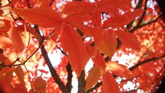 red Autumn Leaves on wood