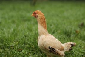 Chicken bird on Farm