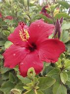 Hibiscus African Okra Flower in garden