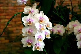 Orchid Flowers and brick wall