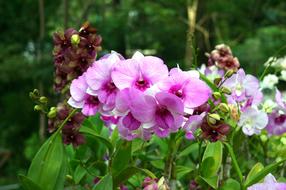 Orchid Flowers in the garden on a blurred background