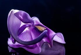 beautiful Wild Flower reflected on a black surface