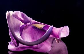 macro photo of violet orchid bud